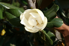 Magnolia grandiflora